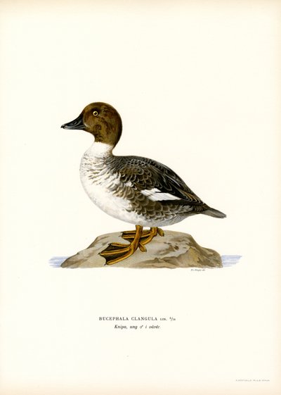Goldeneye Duck (farve litho) af Magnus Ferdinand and Wilhelm von Wright