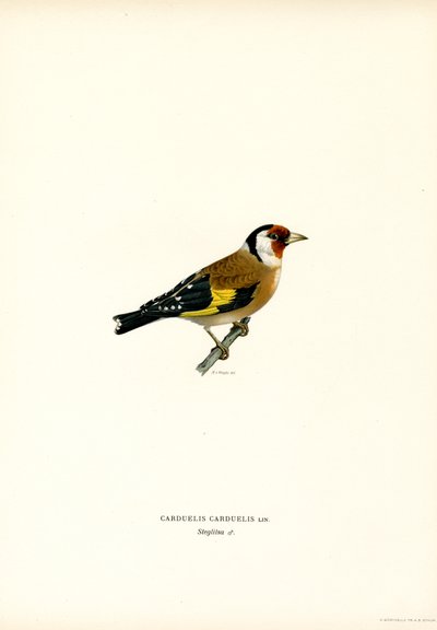 Guldfinke (farve litho) af Magnus Ferdinand and Wilhelm von Wright