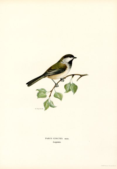 Gråhovedet Chickadee (farve litho) af Magnus Ferdinand and Wilhelm von Wright