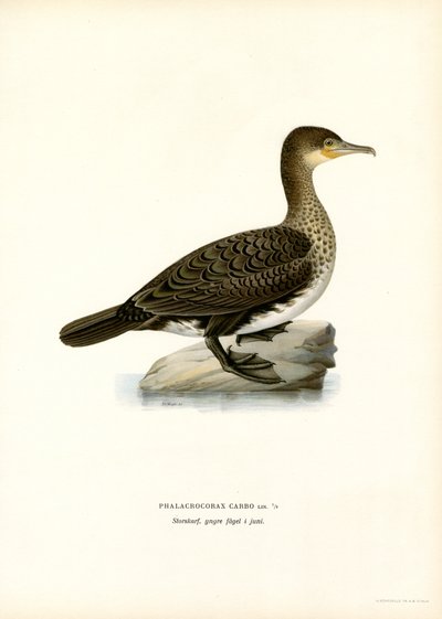 Storskarv (farve litho) af Magnus Ferdinand and Wilhelm von Wright