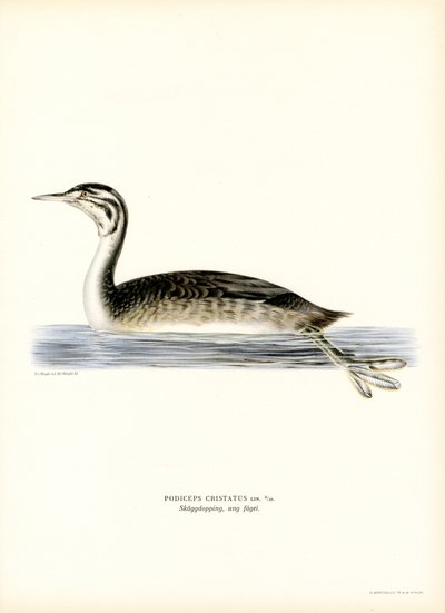 Stor nakkedykker (farve litho) af Magnus Ferdinand and Wilhelm von Wright