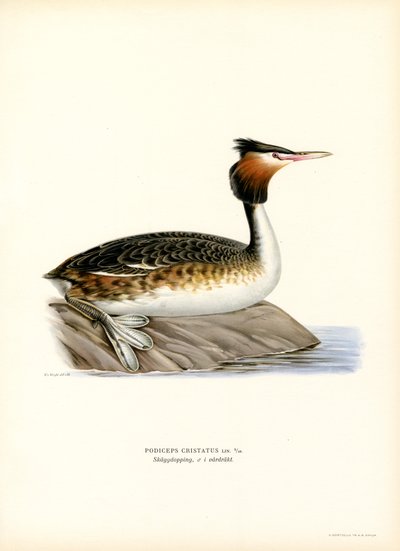 Stor nakkedykker (farve litho) af Magnus Ferdinand and Wilhelm von Wright