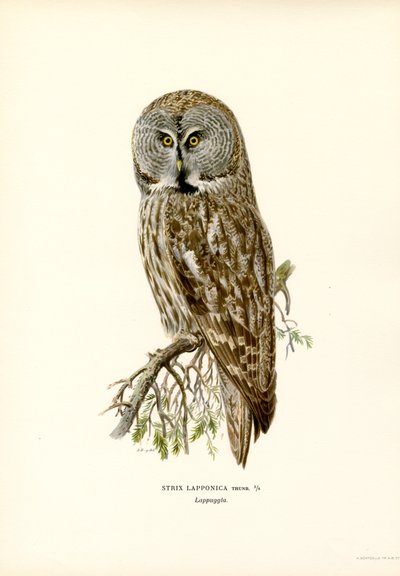Stor grå ugle (farve litho) af Magnus Ferdinand and Wilhelm von Wright