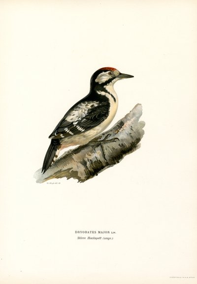 Stor plettet spætte (farve litho) af Magnus Ferdinand and Wilhelm von Wright