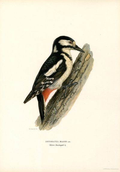 Stor plettet spætte (farve litho) af Magnus Ferdinand and Wilhelm von Wright
