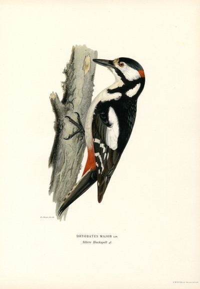 Stor plettet spætte (farve litho) af Magnus Ferdinand and Wilhelm von Wright