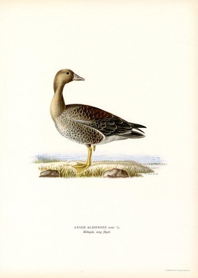 Stor blisgås (farve litho) af Magnus Ferdinand and Wilhelm von Wright