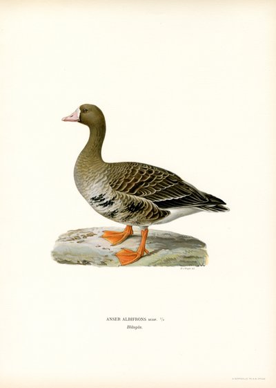 Stor blisgås (farve litho) af Magnus Ferdinand and Wilhelm von Wright