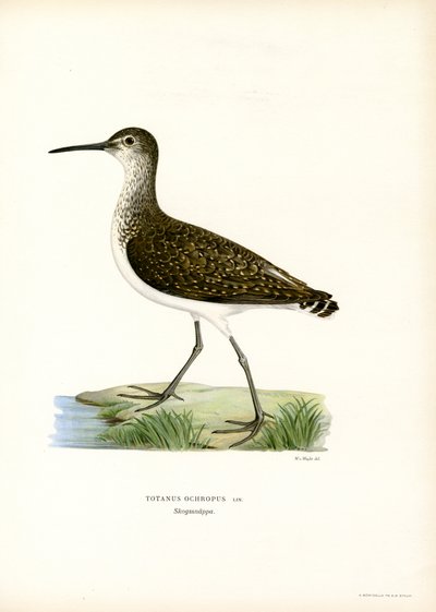 Grøn Sandpiper (farve litho) af Magnus Ferdinand and Wilhelm von Wright