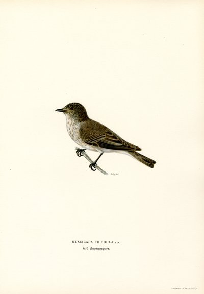 Grå fluesnapper (farve litho) af Magnus Ferdinand and Wilhelm von Wright
