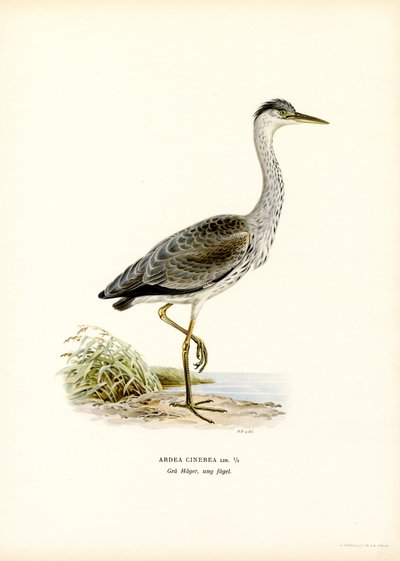Grey Heron (farve litho) af Magnus Ferdinand and Wilhelm von Wright