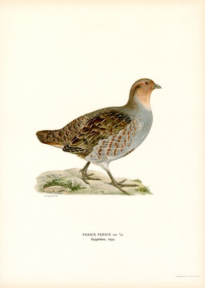 Grå agerhøne (farve litho) af Magnus Ferdinand and Wilhelm von Wright