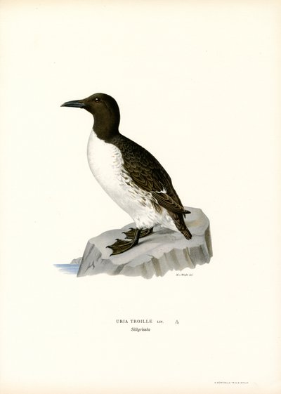 Lomvie (farve litho) af Magnus Ferdinand and Wilhelm von Wright