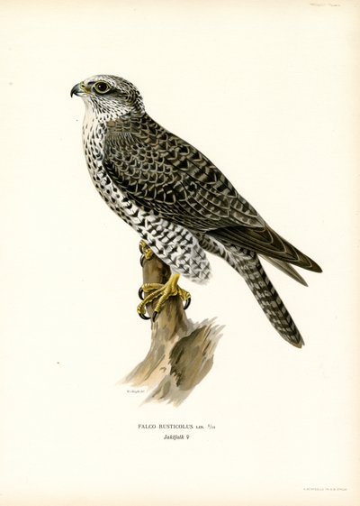 Gyrfalcon (farve litho) af Magnus Ferdinand and Wilhelm von Wright