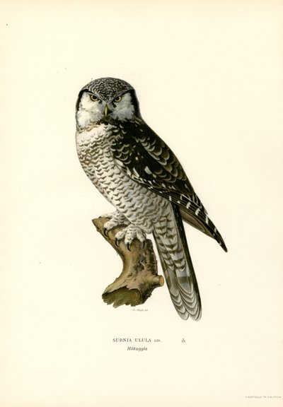 Hawk Owl (farve litho) af Magnus Ferdinand and Wilhelm von Wright