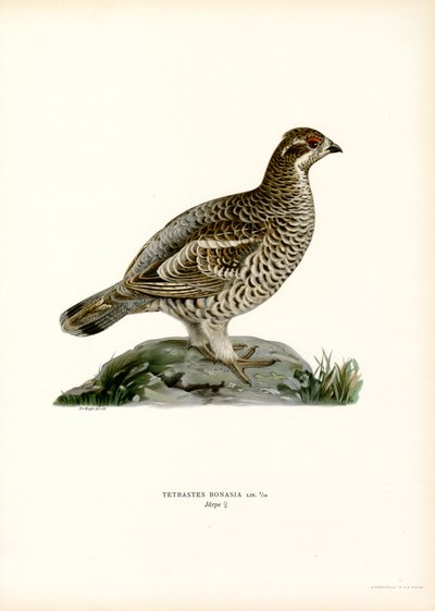 Hassel Grouse (farve litho) af Magnus Ferdinand and Wilhelm von Wright