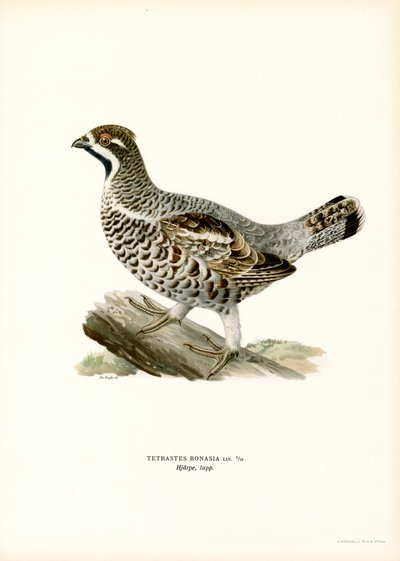 Hassel Grouse (farve litho) af Magnus Ferdinand and Wilhelm von Wright