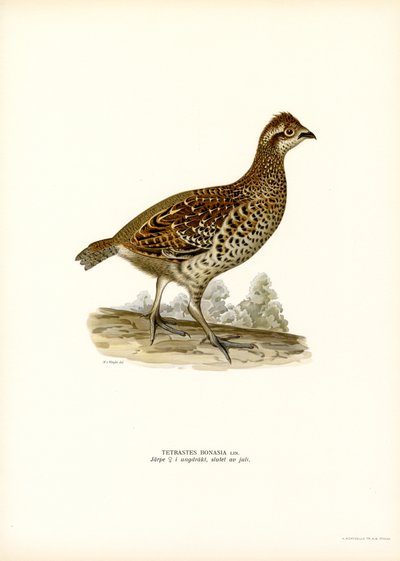Hassel Grouse (farve litho) af Magnus Ferdinand and Wilhelm von Wright