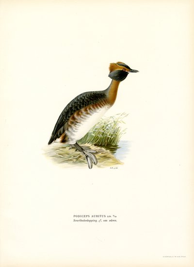 Horned lappedykker (farve litho) af Magnus Ferdinand and Wilhelm von Wright
