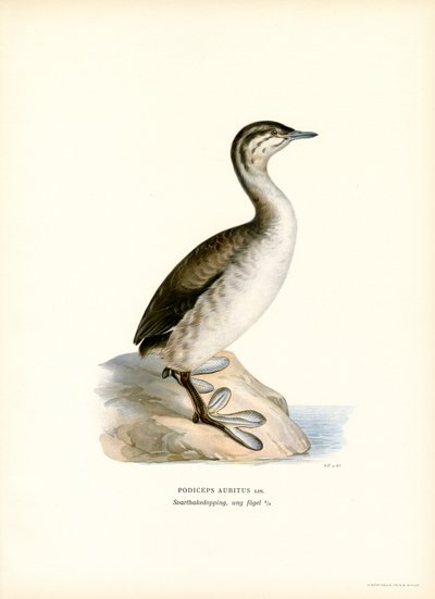Horned lappedykker (farve litho) af Magnus Ferdinand and Wilhelm von Wright
