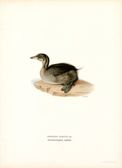 Horned lappedykker (farve litho) af Magnus Ferdinand and Wilhelm von Wright