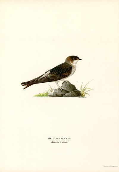 House Martin (farve litho) af Magnus Ferdinand and Wilhelm von Wright