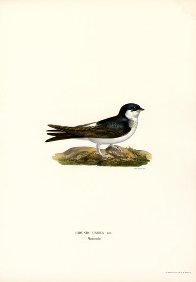 House Martin (farve litho) af Magnus Ferdinand and Wilhelm von Wright