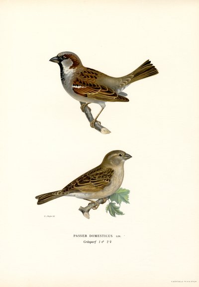 Husspurv (farve litho) af Magnus Ferdinand and Wilhelm von Wright