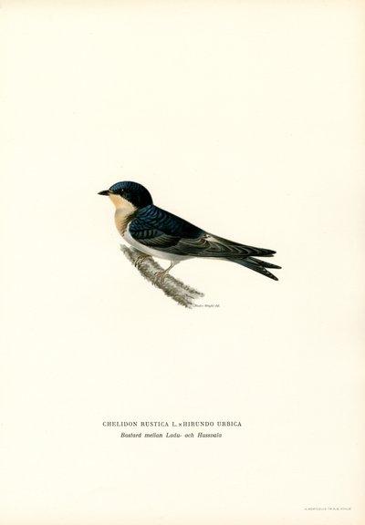 Hussvale (farve litho) af Magnus Ferdinand and Wilhelm von Wright