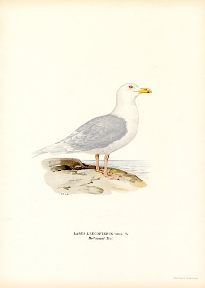 Islandsmåge (farve litho) af Magnus Ferdinand and Wilhelm von Wright