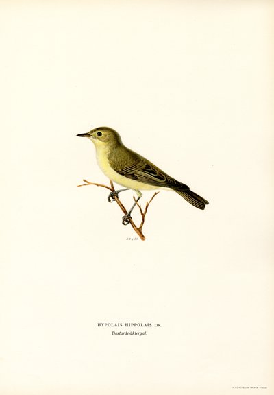 Icterine Warbler (farve litho) af Magnus Ferdinand and Wilhelm von Wright