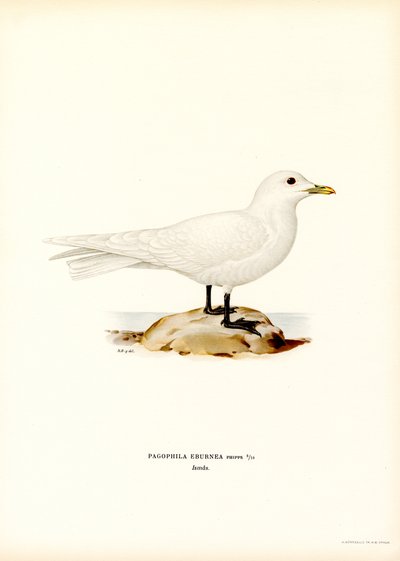 Elfenbensmåge (farve litho) af Magnus Ferdinand and Wilhelm von Wright