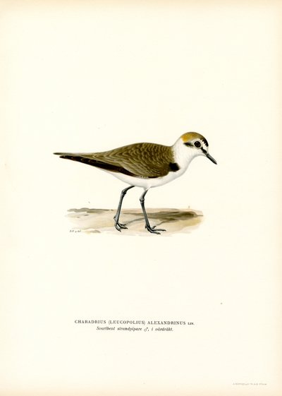 Kentish Plover (farve litho) af Magnus Ferdinand and Wilhelm von Wright