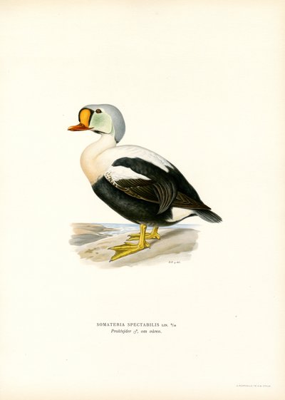 King Duck (farve litho) af Magnus Ferdinand and Wilhelm von Wright