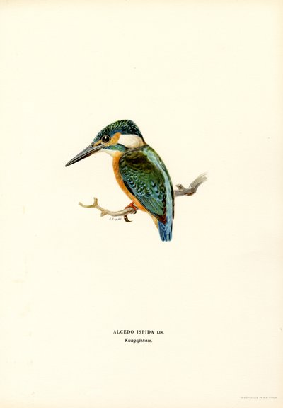 Kingfisher (farve litho) af Magnus Ferdinand and Wilhelm von Wright