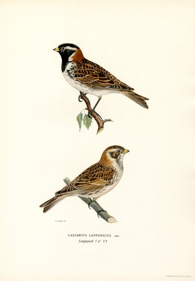 Laplandsspurv (farve litho) af Magnus Ferdinand and Wilhelm von Wright