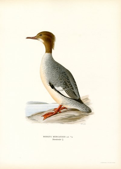 Stor Merganser (farve litho) af Magnus Ferdinand and Wilhelm von Wright