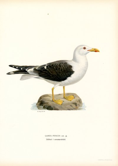 Lille måge (farve litho) af Magnus Ferdinand and Wilhelm von Wright