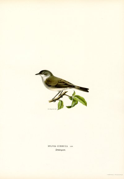 Lesser Whitethroat (farve litho) af Magnus Ferdinand and Wilhelm von Wright
