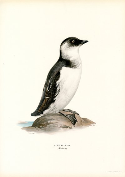 Lille Auk (farve litho) af Magnus Ferdinand and Wilhelm von Wright