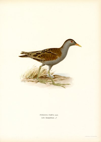 Lille Crake (farve litho) af Magnus Ferdinand and Wilhelm von Wright