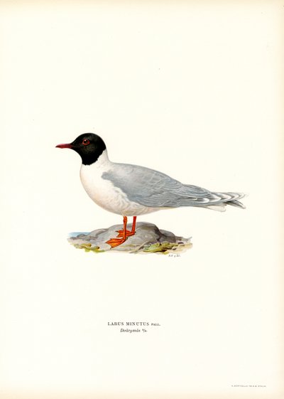 Lille måge (farve litho) af Magnus Ferdinand and Wilhelm von Wright