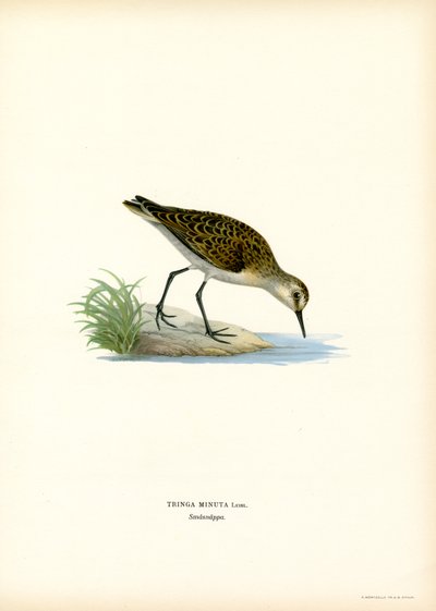 Lille Stint (farve litho) af Magnus Ferdinand and Wilhelm von Wright