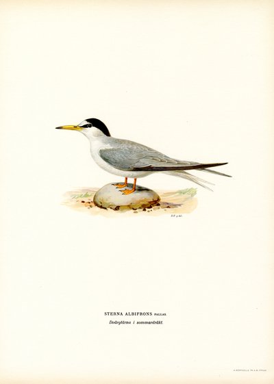 Lille tern (farve litho) af Magnus Ferdinand and Wilhelm von Wright