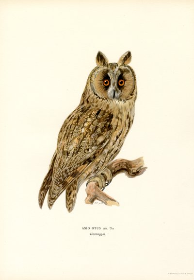 Langøret ugle (farve litho) af Magnus Ferdinand and Wilhelm von Wright
