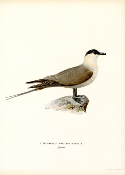 Langhalet Jaeger (farve litho) af Magnus Ferdinand and Wilhelm von Wright