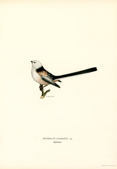 Langhalemejse (farve litho) af Magnus Ferdinand and Wilhelm von Wright