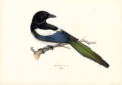 Magpie (farve litho) af Magnus Ferdinand and Wilhelm von Wright