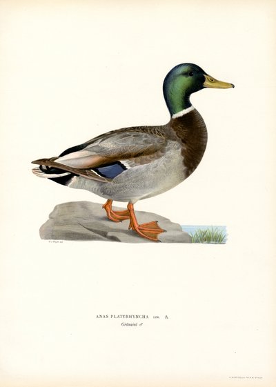 Græsand (farve litho) af Magnus Ferdinand and Wilhelm von Wright