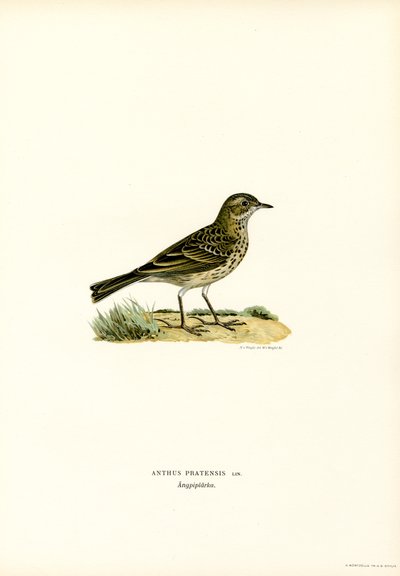 Meadow Pipit (farve litho) af Magnus Ferdinand and Wilhelm von Wright